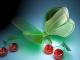 razigar آواتار ها